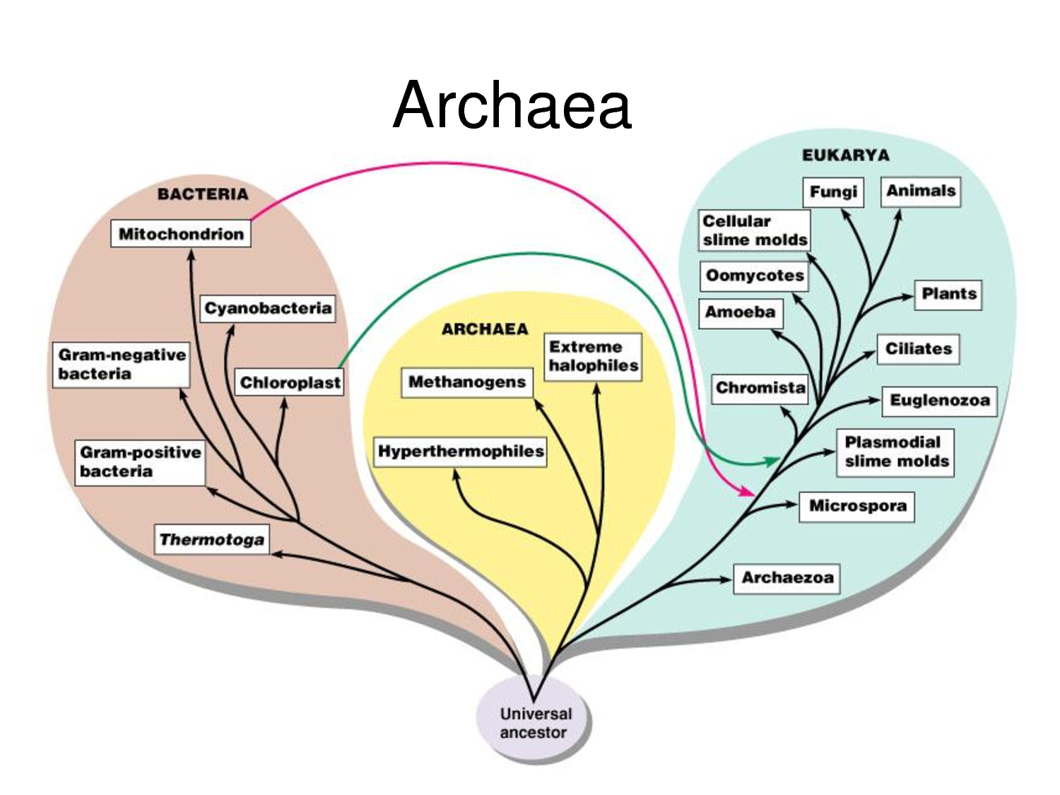 Arqueobacterias Mapas Conceptuales | The Best Porn Website