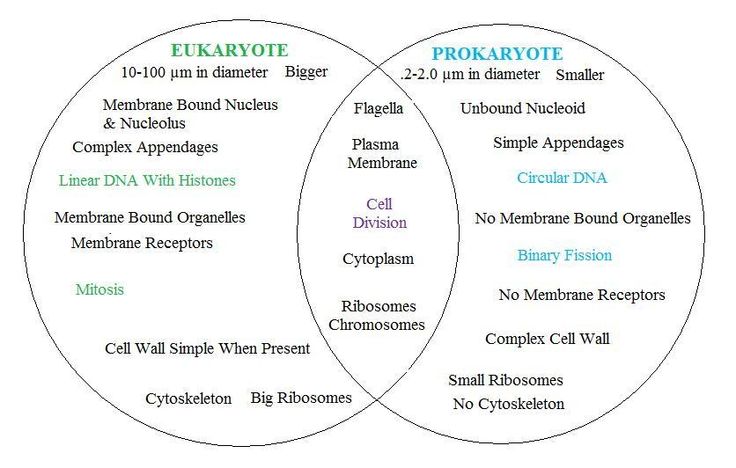 archaebacteria vs eubacteria venn diagram