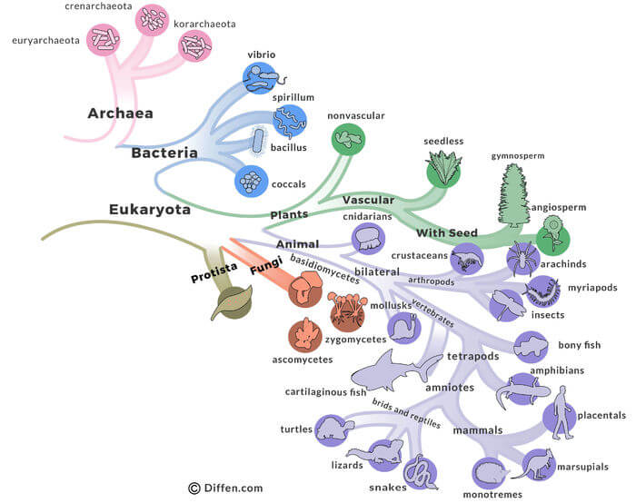 archaebacteria vs eubacteria venn diagram