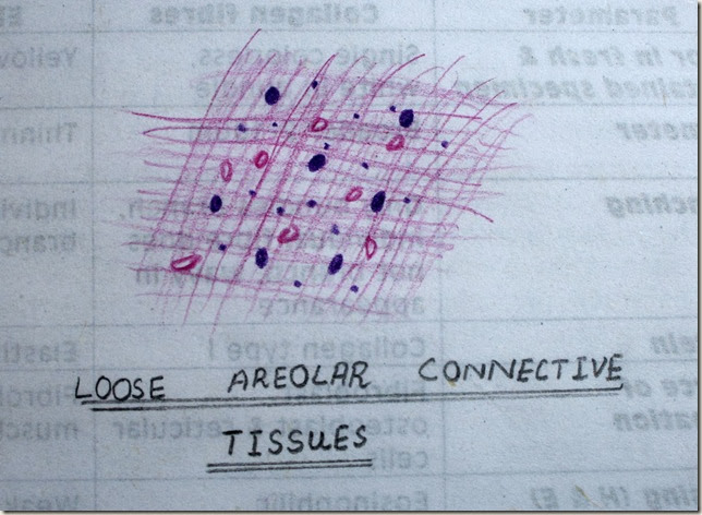 areolar connective tissue diagram