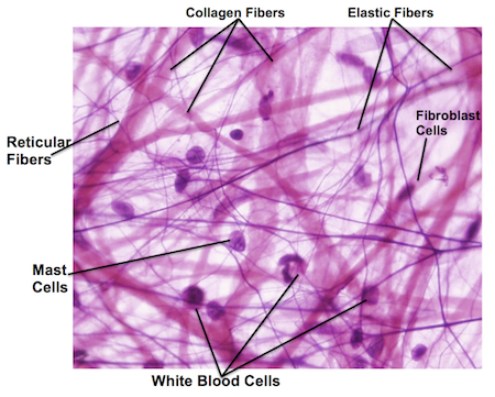 areolar connective tissue diagram