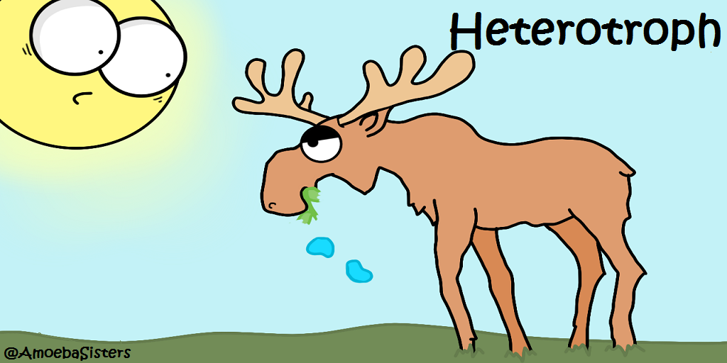 autotrophs and heterotrophs venn diagram