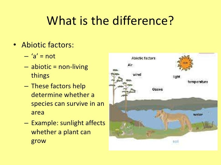 autotrophs and heterotrophs venn diagram