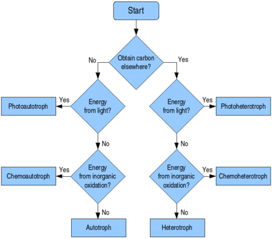 autotrophs and heterotrophs venn diagram