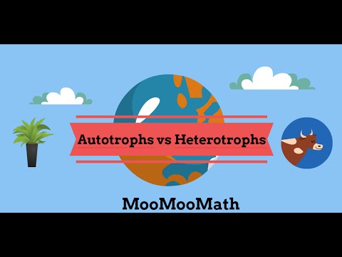 autotrophs vs heterotrophs venn diagram