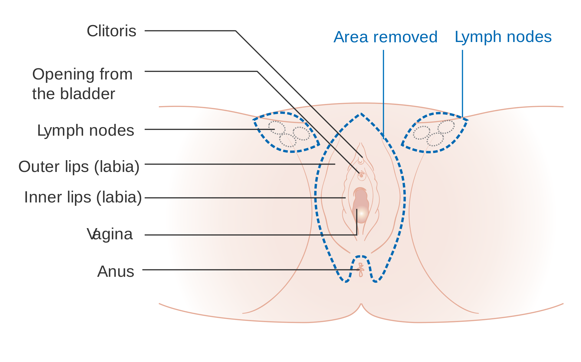 bartholin gland diagram