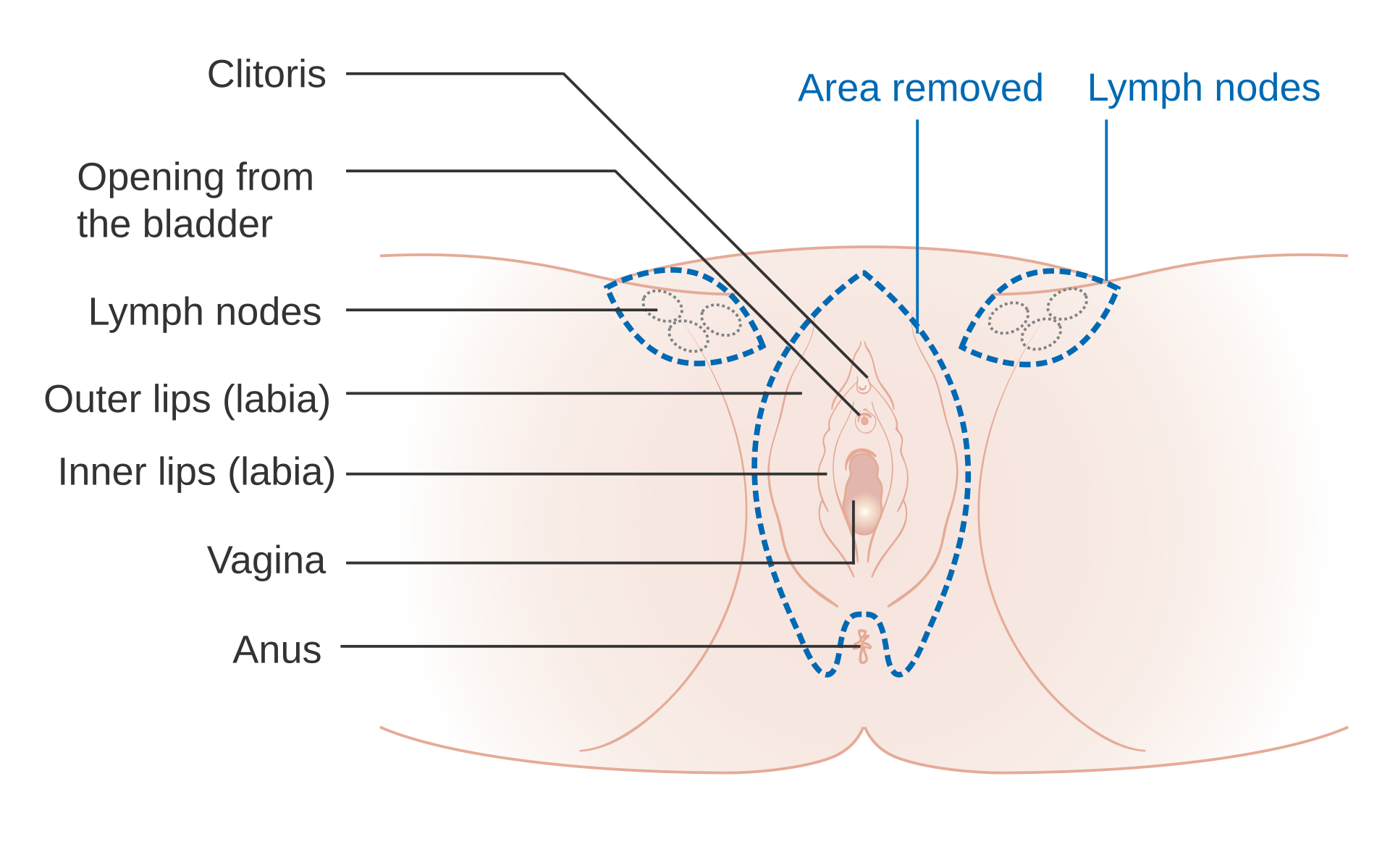 bartholin gland diagram