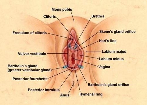 bartholin gland diagram