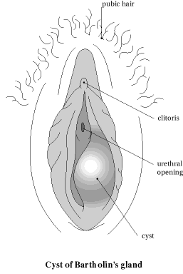 bartholin gland diagram