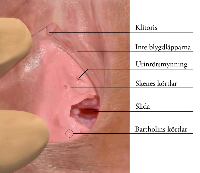 bartholin gland diagram