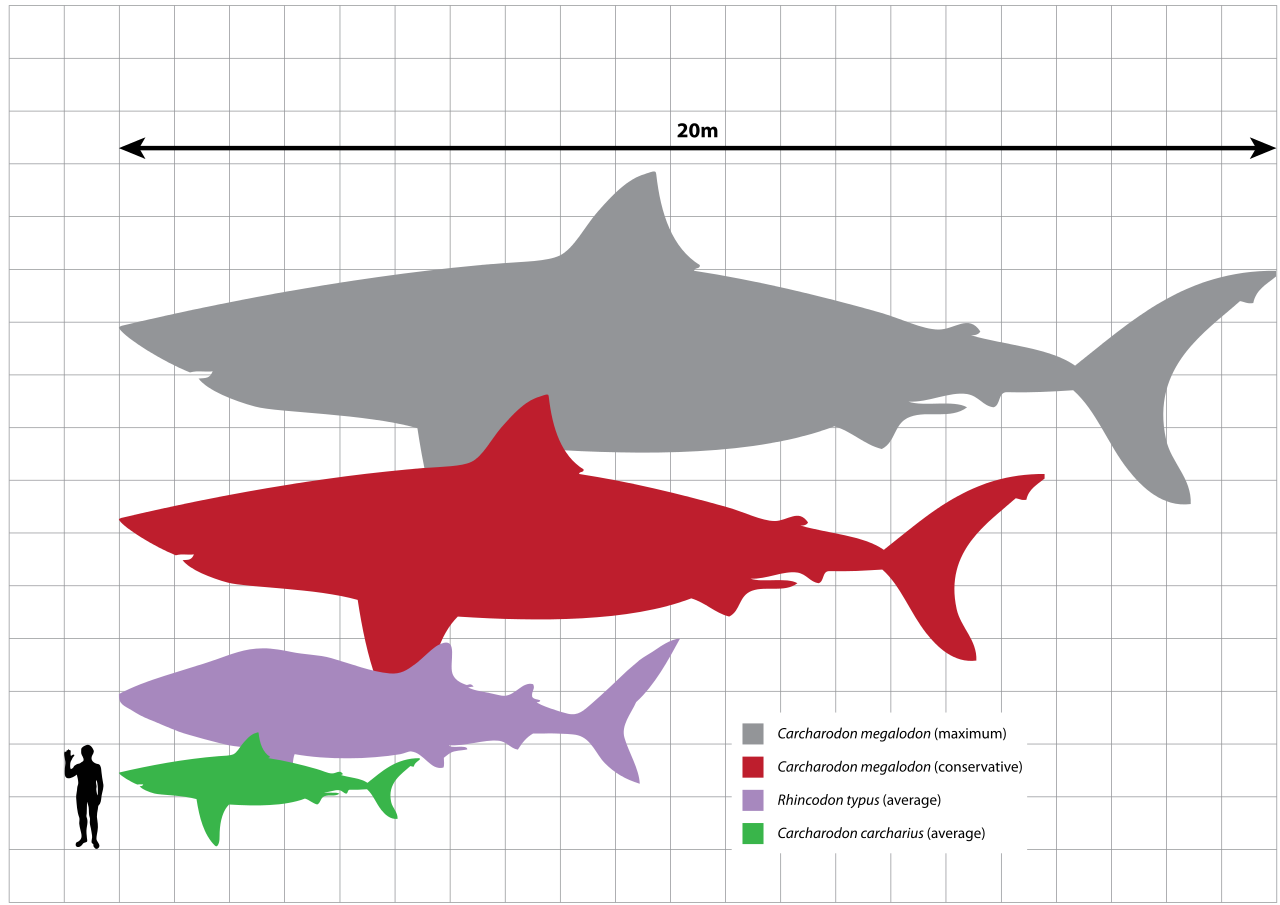 basking shark diagram