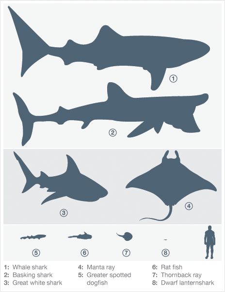 basking shark diagram