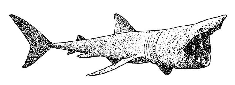 basking shark diagram