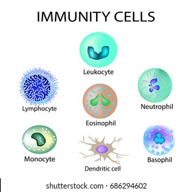 basophil diagram