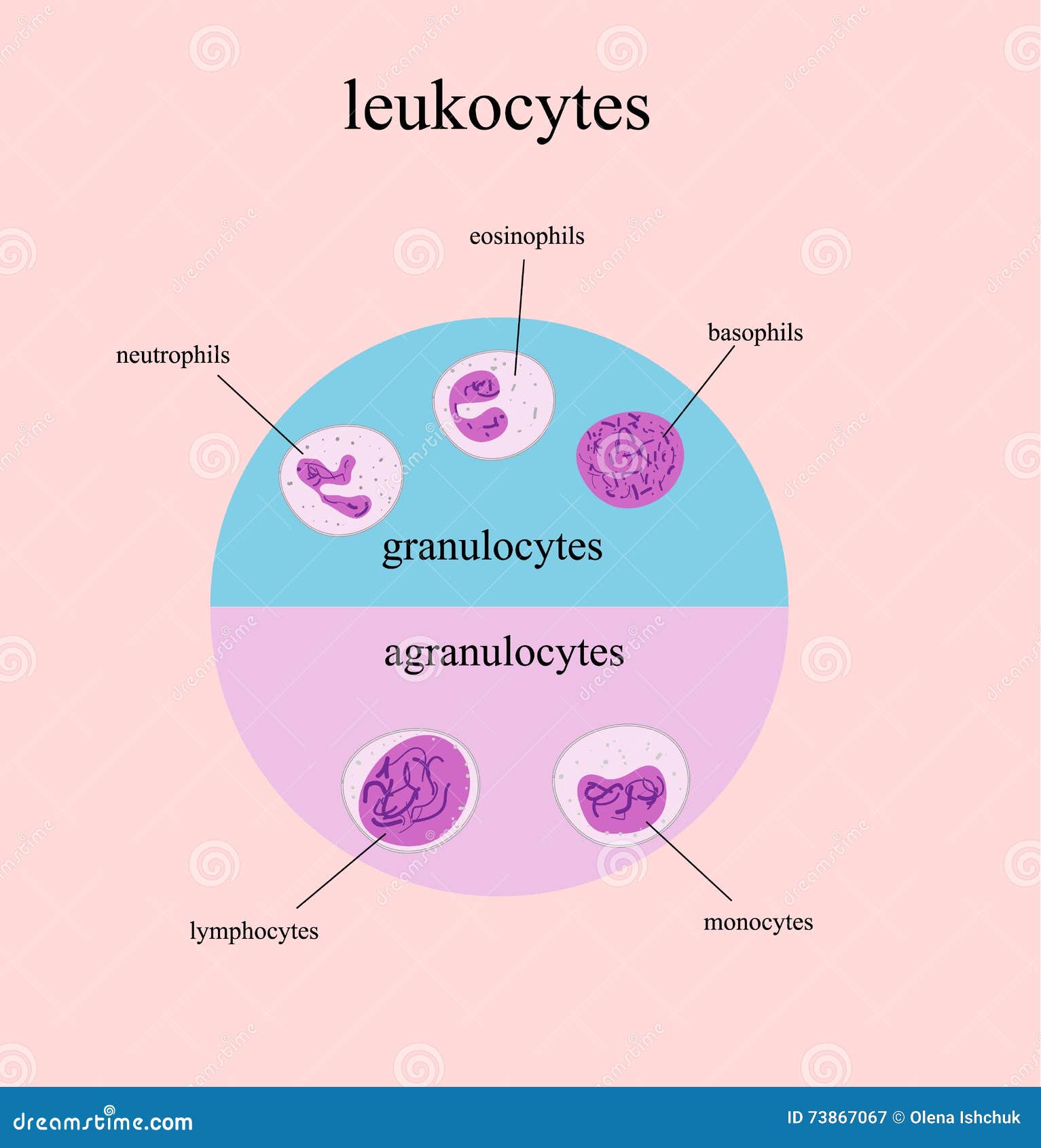 basophil diagram