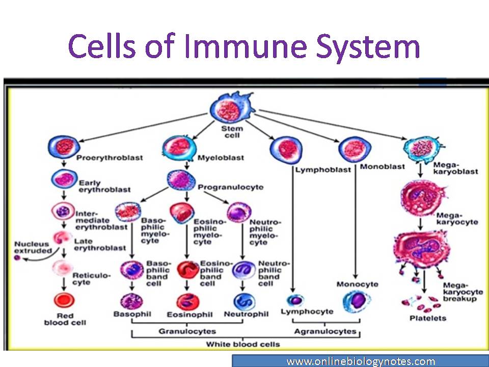 basophil diagram