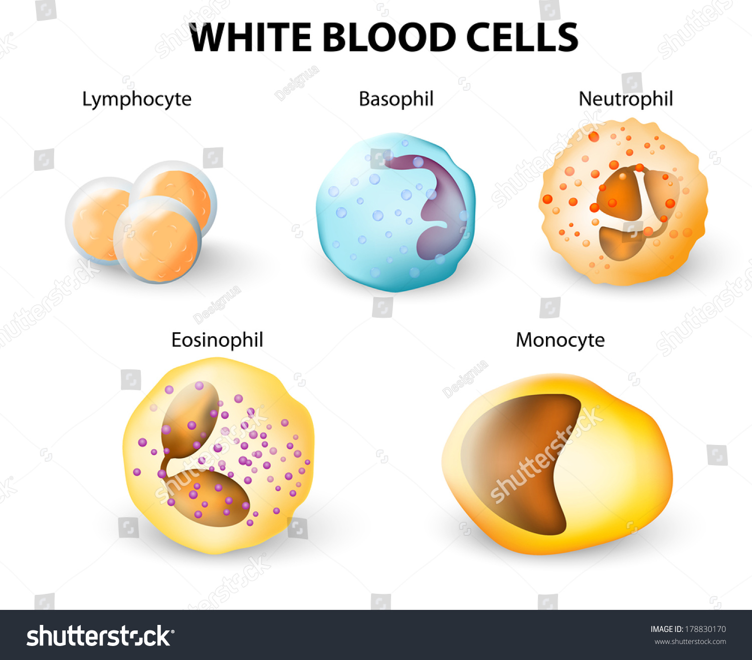 basophil diagram