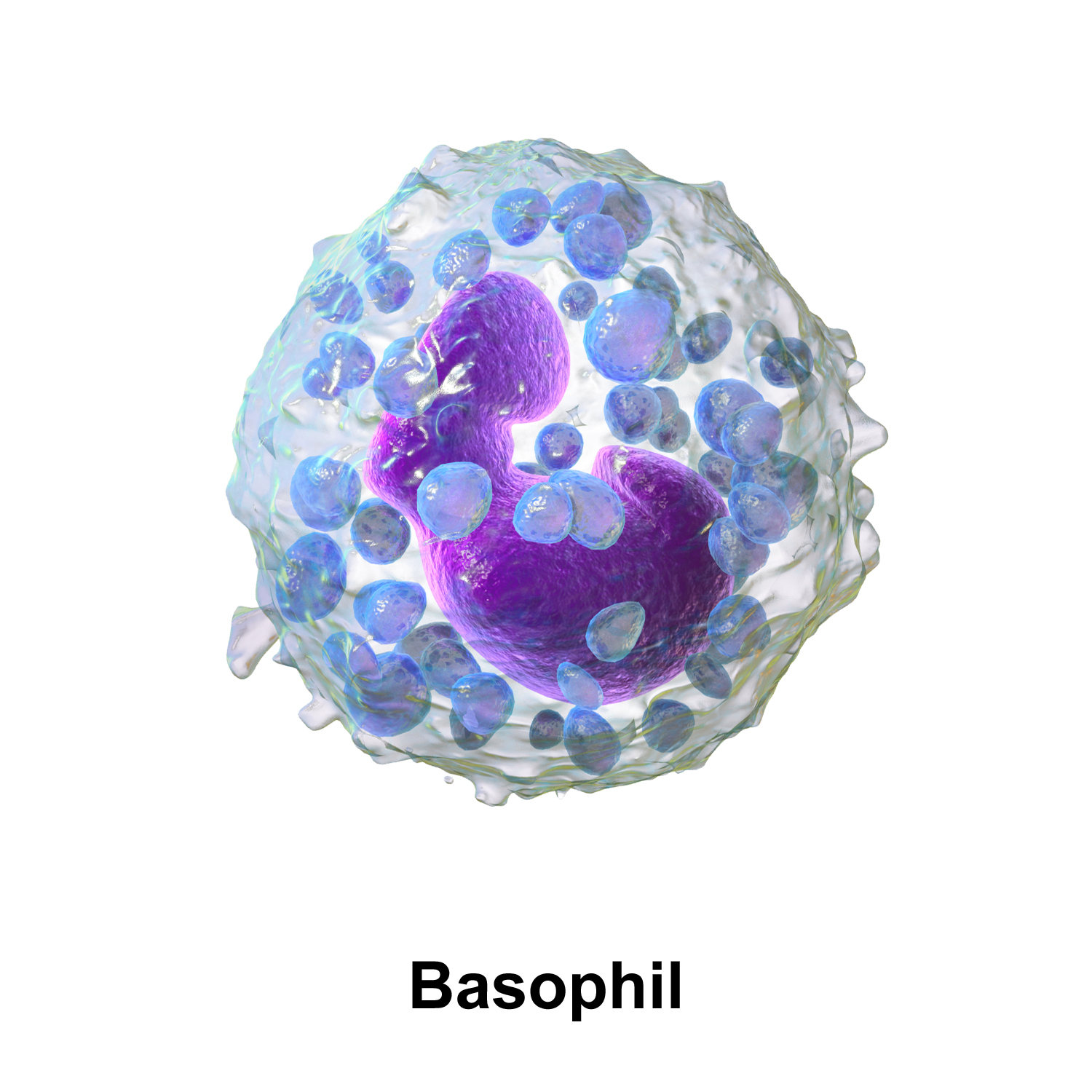 basophil diagram