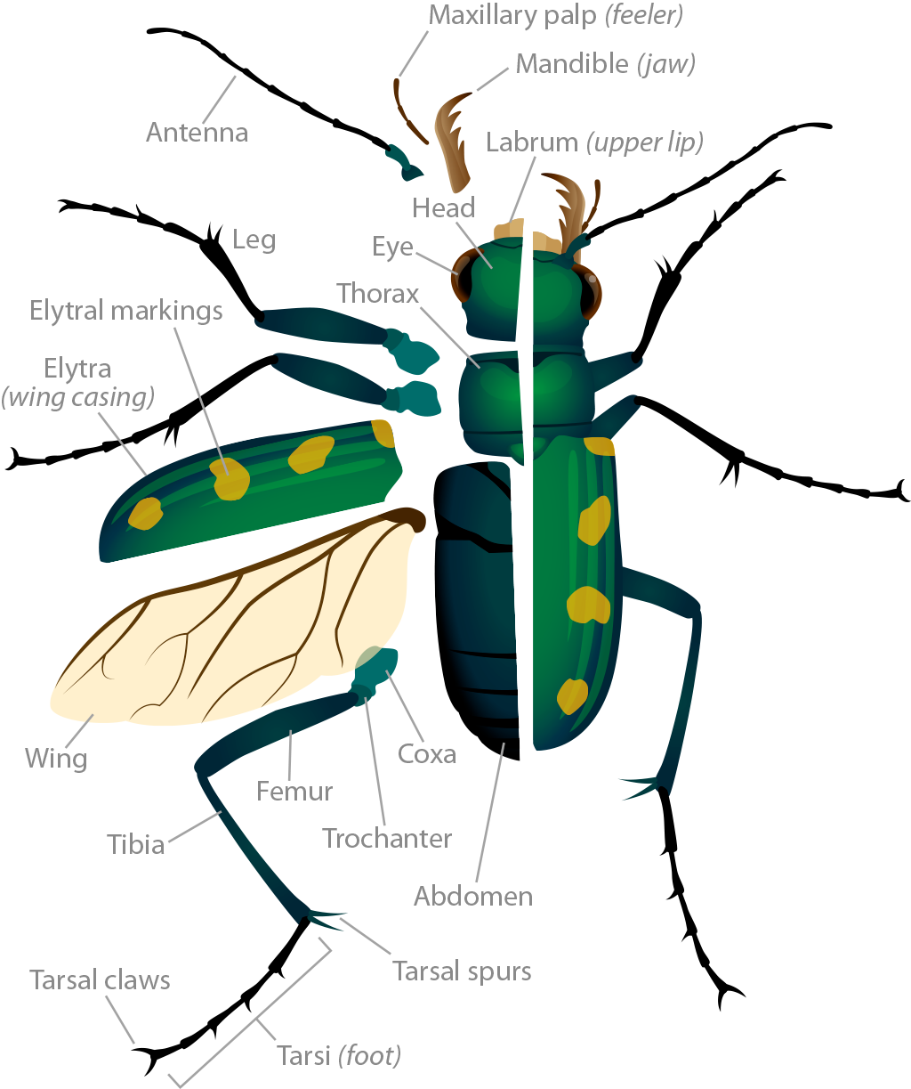 bess beetle diagram