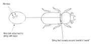 bess beetle diagram