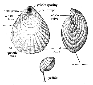 bivalve mollusk diagram