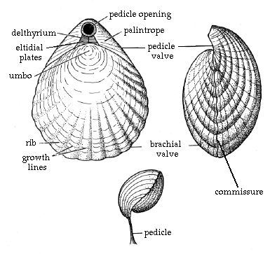 Bivalve Mollusk Diagram Wiring Diagram Pictures