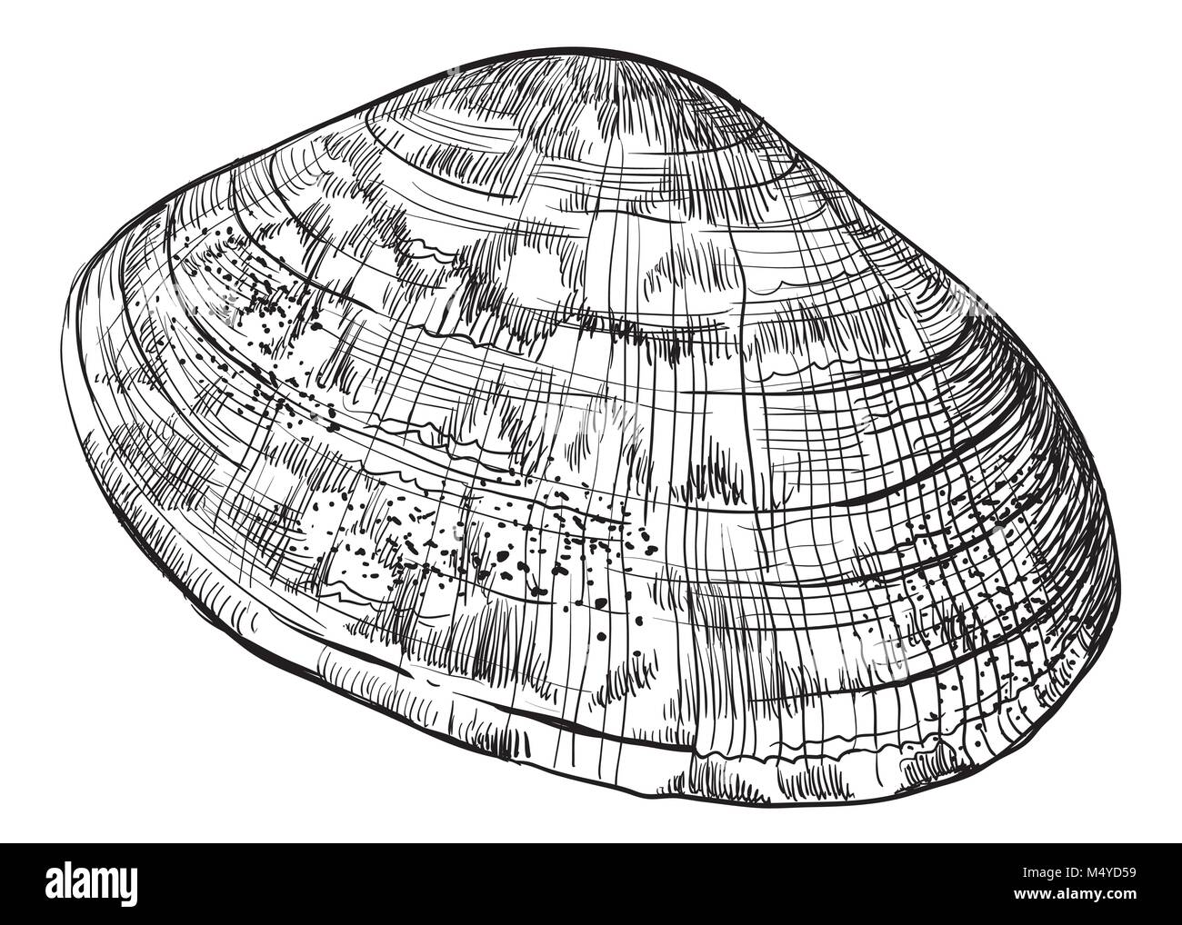 bivalve mollusk diagram