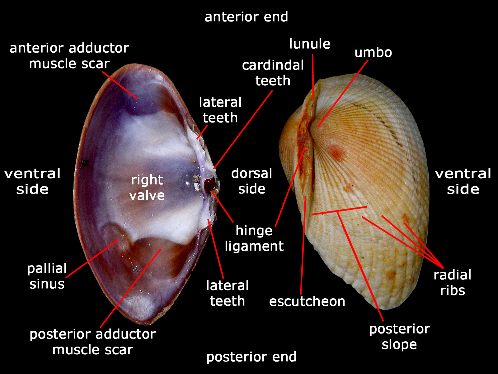 bivalve mollusk diagram