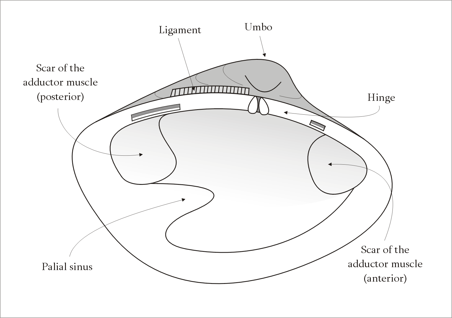 bivalve mollusk diagram