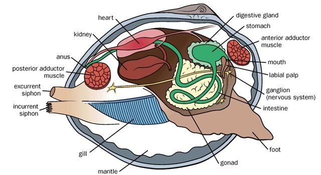 bivalve mollusk diagram