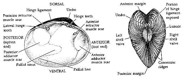 bivalve mollusk diagram