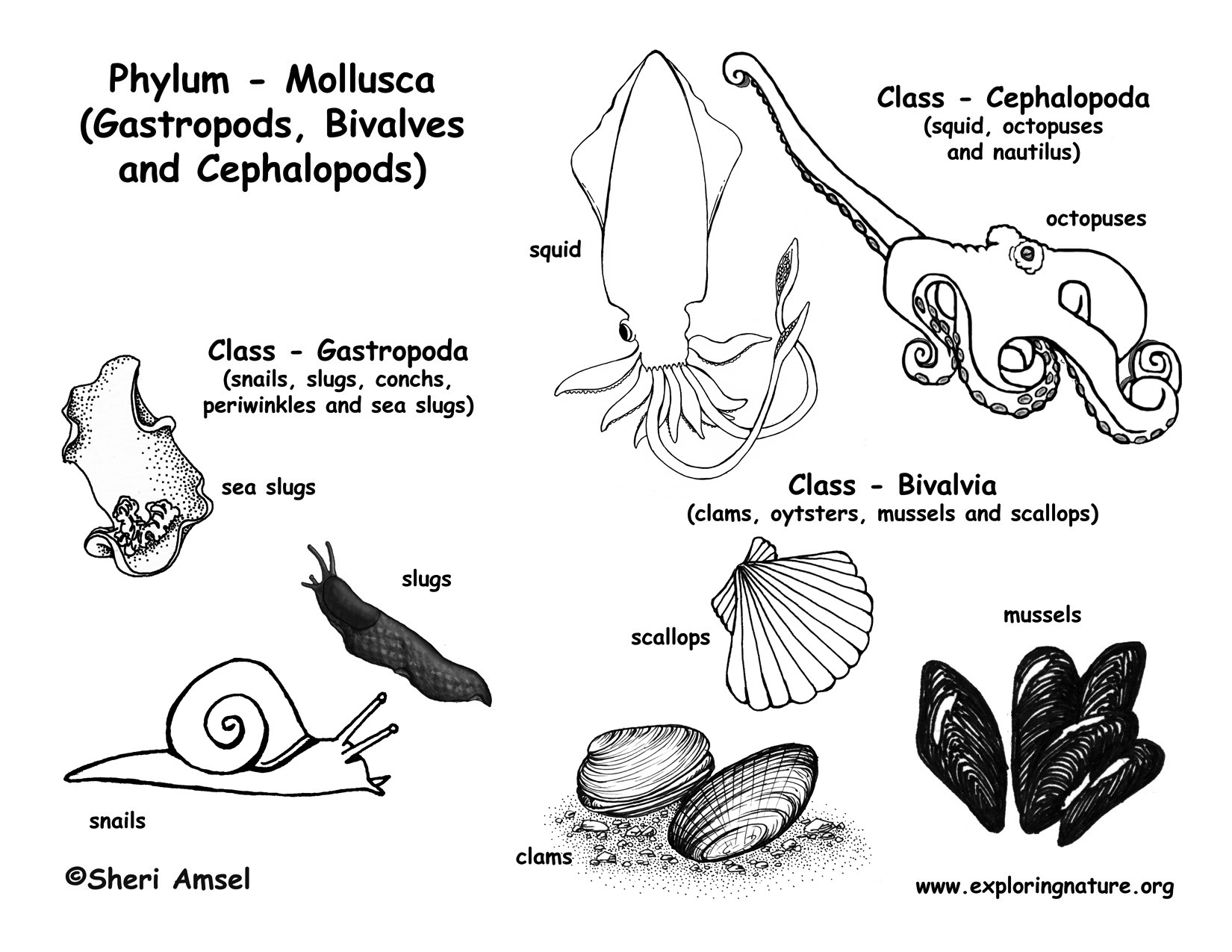 bivalve mollusk diagram