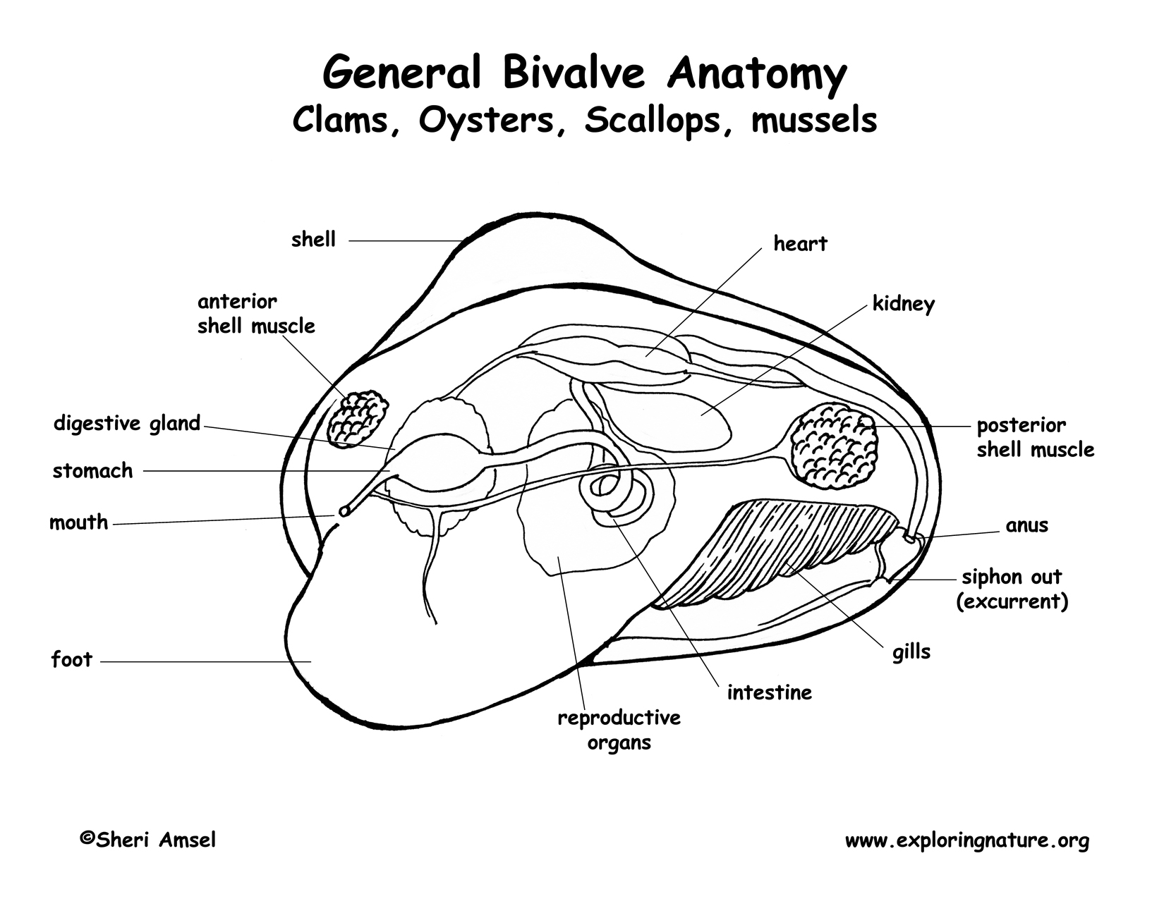 bivalve mollusk diagram