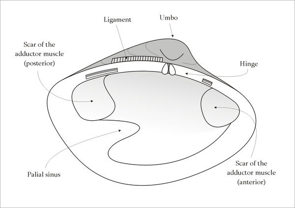 Bivalve Mollusk Diagram Wiring Diagram Pictures