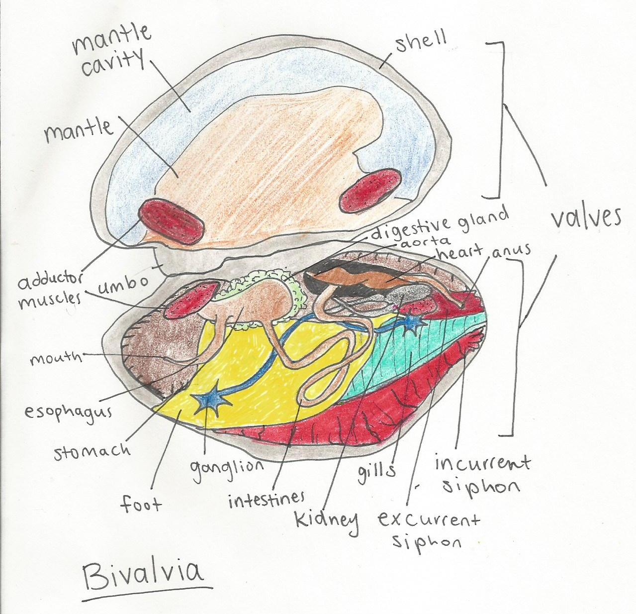 bivalve mollusk diagram