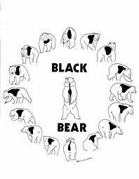 black bear vitals diagram