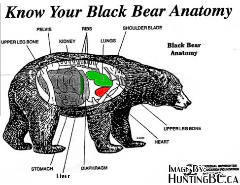 black bear vitals diagram