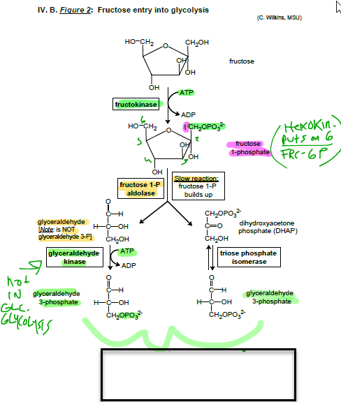 blank glycolysis diagram