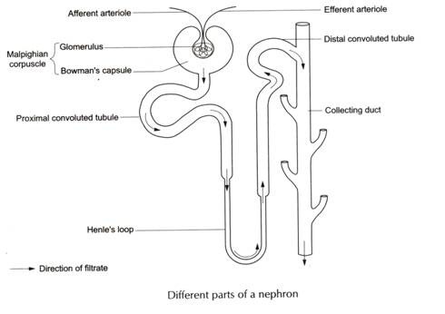 blank nephron diagram