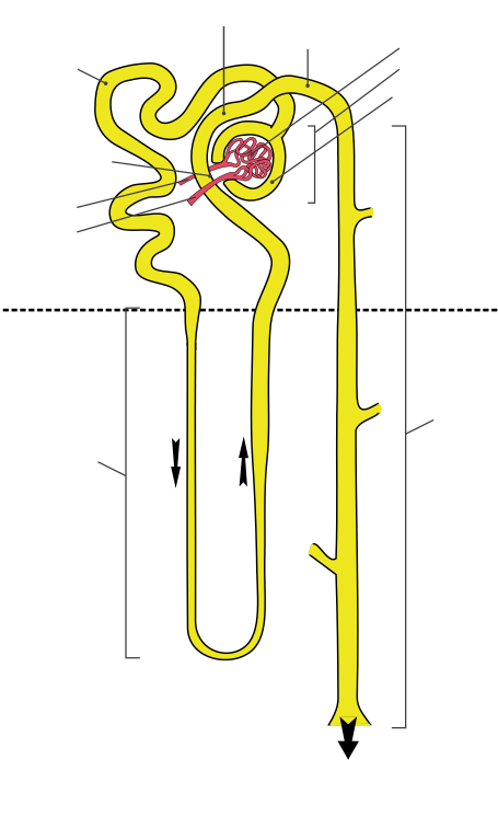 blank nephron diagram