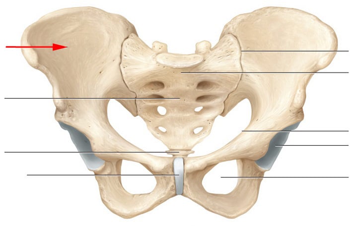 blank pelvic girdle diagram