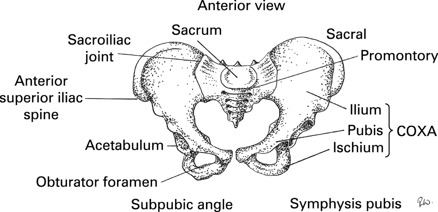 blank pelvic girdle diagram