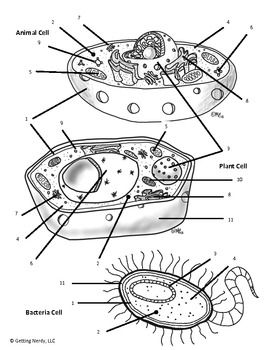 blank prokaryotic cell diagram