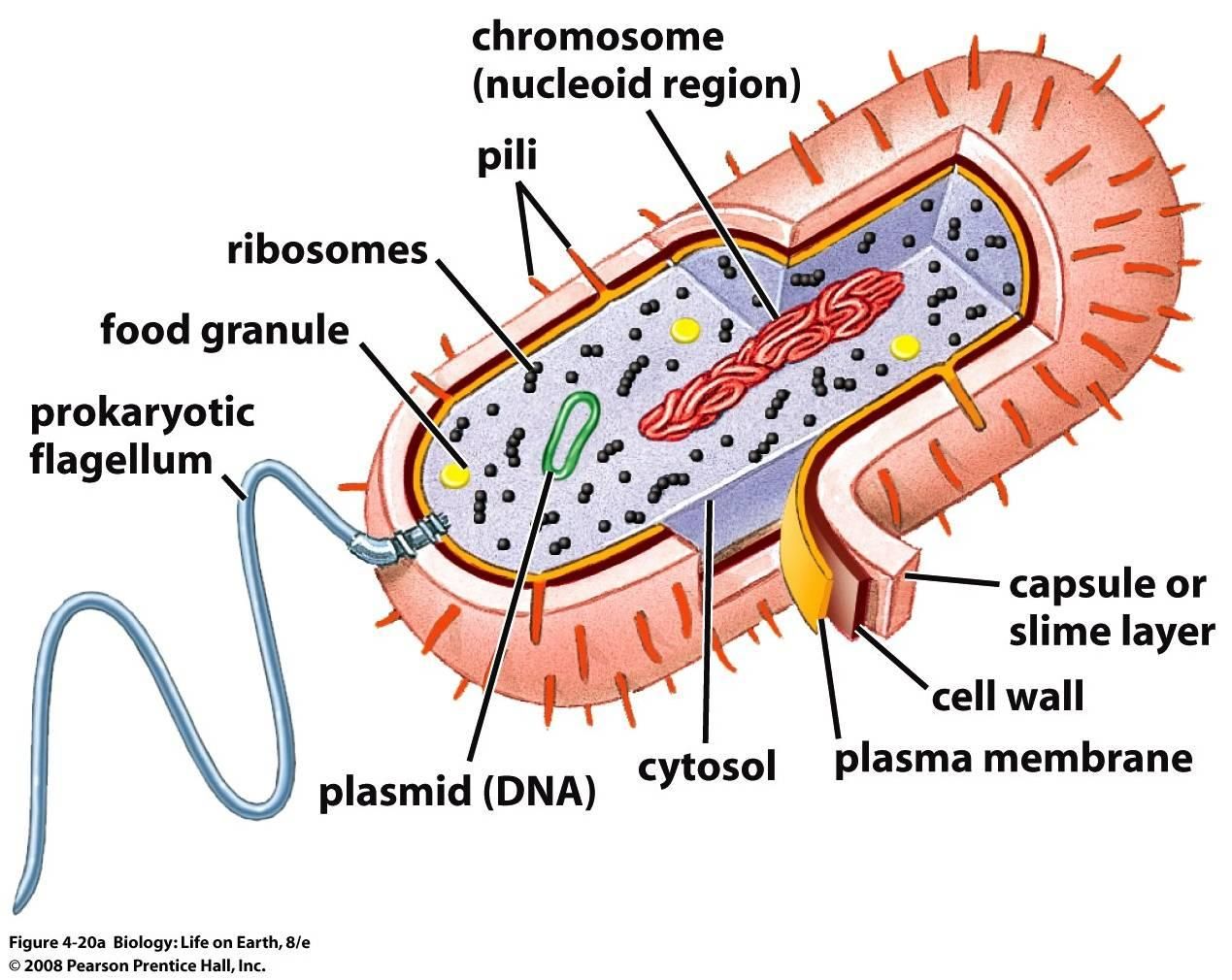 blank prokaryotic cell diagram