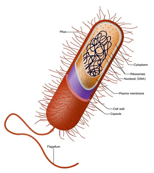 blank prokaryotic cell diagram