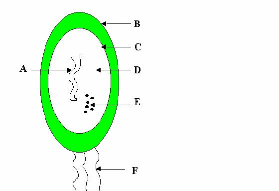 blank prokaryotic cell diagram