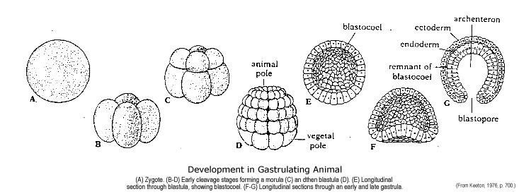 blastula diagram