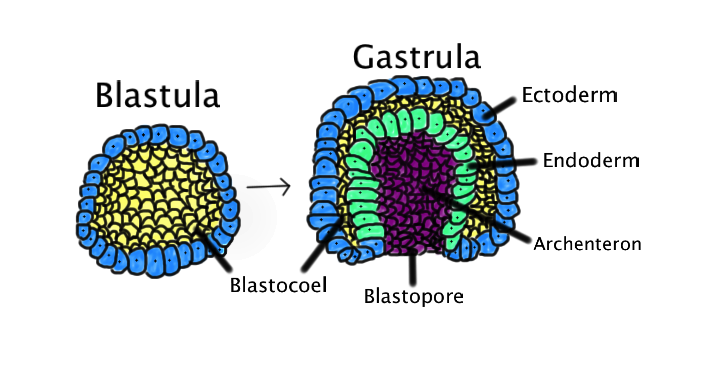 blastula diagram