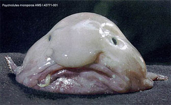 blobfish diagram