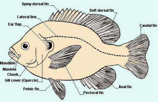 blobfish diagram